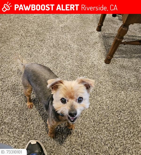 Lost Male Dog last seen Arlington ave, Riverside, CA 92506