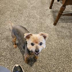 Lost Male Dog last seen Arlington ave, Riverside, CA 92506