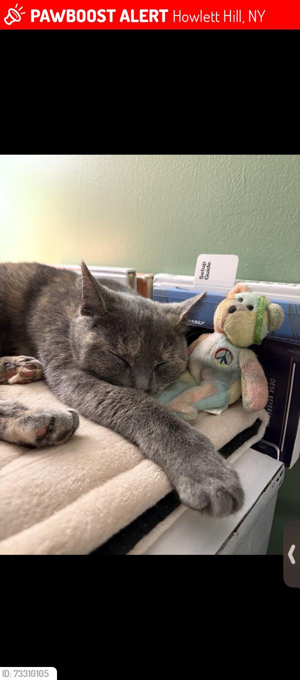 Lost Female Cat last seen Howlett hill rd, Howlett Hill, NY 13031