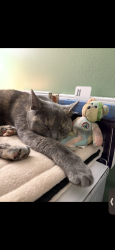 Lost Female Cat last seen Howlett hill rd, Howlett Hill, NY 13031