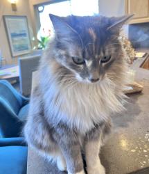 Reunited Female Cat last seen King Mountain Neighborhood, Bellingham, WA 98226