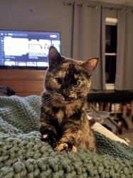 Reunited Female Cat last seen Henry St, Hile Rd, Norton Shores, MI 49441
