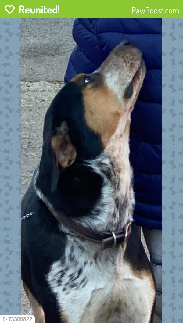 Reunited Male Dog last seen Winding and Garfield, Carmichael, CA 95608