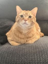 Reunited Male Cat last seen Clover Lane, O'Fallon, MO 63366