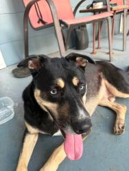 Reunited Male Dog last seen TU, Tulsa, OK 74112