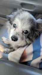 Reunited Male Dog last seen Chapman Hwy, Knoxville, TN 37920