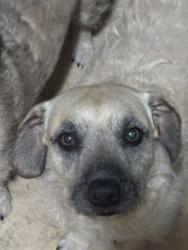 Lost Male Dog last seen Near rodeo rd, Lucerne Valley, CA 92356