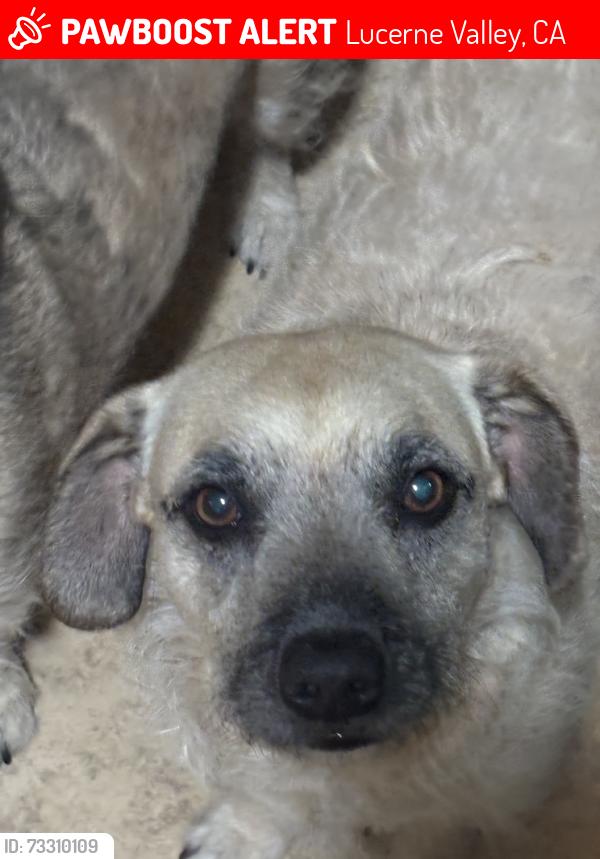 Lost Male Dog last seen Near rodeo rd, Lucerne Valley, CA 92356