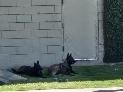Reunited Unknown Dog last seen Orange Ave next to Jack's liquor store, Paramount, CA 90723