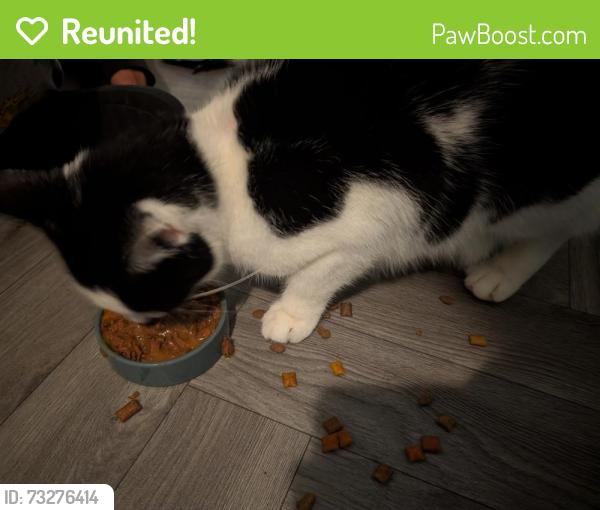 Reunited Male Cat last seen Near Eldermount Road, Greater Manchester, England M9 8BT