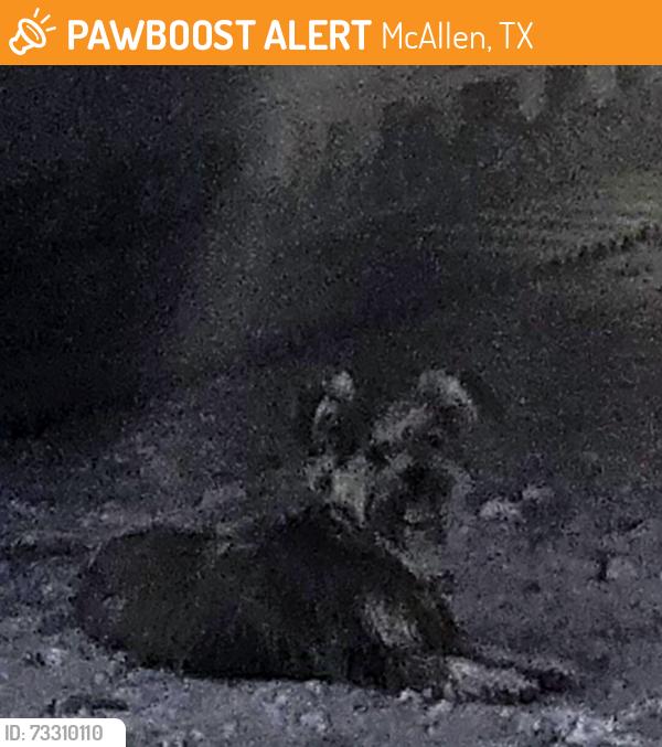 Found/Stray Male Dog last seen Entre milla 2 y 495 mcallen, McAllen, TX 78501