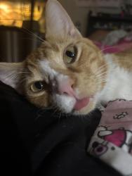 Lost Male Cat last seen St.Frances Cabrini Catholic Church, Spring Hill, FL 34609