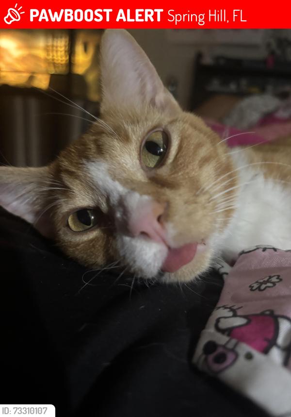 Lost Male Cat last seen St.Frances Cabrini Catholic Church, Spring Hill, FL 34609
