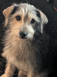 Found/Stray Male Dog last seen Navajo, Apple Valley, CA 92395