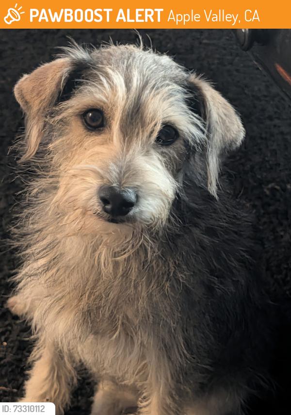Found/Stray Male Dog last seen Navajo, Apple Valley, CA 92395