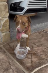 Reunited Female Dog last seen Annetta Center Pointe Rd and Dixon Rd, Aledo, TX 76008