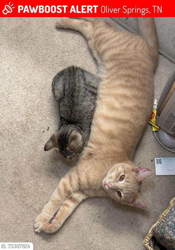 Lost Male Cat last seen Near Cove Lane, Oliver Springs (near Indian Creek Camp & Ride), Oliver Springs, TN 37840