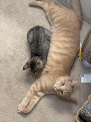 Lost Male Cat last seen Near Cove Lane, Oliver Springs (near Indian Creek Camp & Ride), Oliver Springs, TN 37840