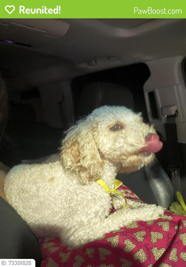 Reunited Male Dog last seen 52nd & grandview, Odessa, TX 79762
