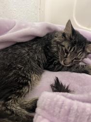 Found/Stray Female Cat last seen Bonanza y pecos, Las Vegas, NV 89110