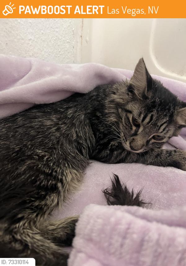 Found/Stray Female Cat last seen Bonanza y pecos, Las Vegas, NV 89110