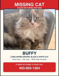 Lost Female Cat last seen Near Taralea park ne calgary, Calgary, AB T3J 5C4