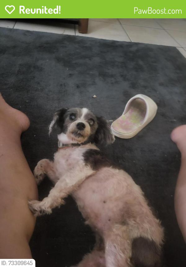 Reunited Female Dog last seen Pasadena ave, Longwood, FL 32750