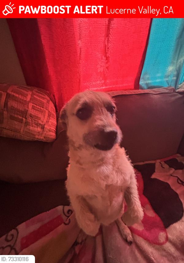 Lost Female Dog last seen Near rodeo rd, Lucerne Valley, CA 92356
