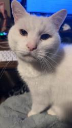 Reunited Male Cat last seen Near Hillcrest circle south ogden Utah, Ogden, UT 84405