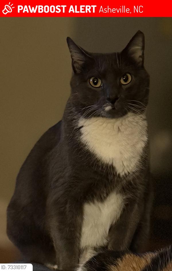 Lost Male Cat last seen Dunwood Rd and Wolfe Cove Rd, Asheville, NC 28804