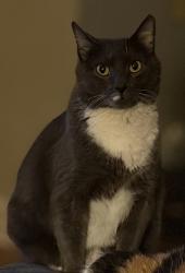 Lost Male Cat last seen Dunwood Rd and Wolfe Cove Rd, Asheville, NC 28804