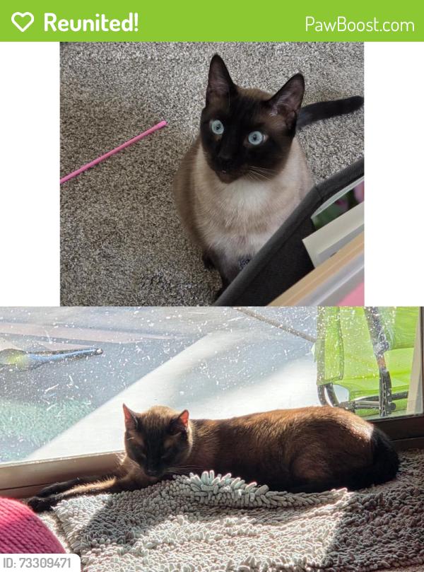 Reunited Male Cat last seen E Blue Sage Rd, Gilbert, AZ 85297