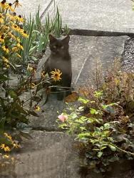 Found/Stray Male Cat last seen Harnagy and Prospect, Berea, OH 44017