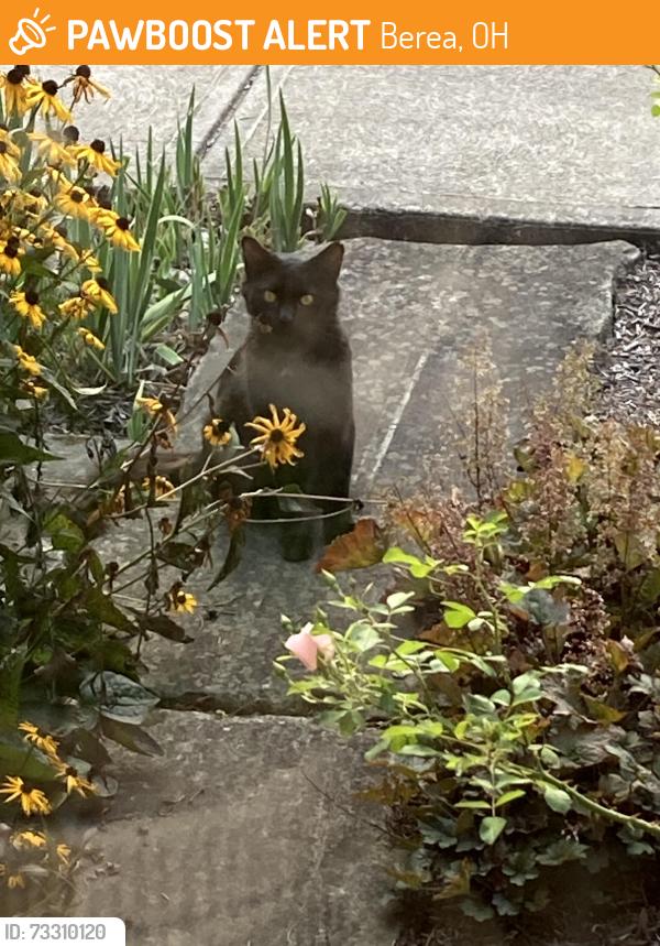 Found/Stray Male Cat last seen Harnagy and Prospect, Berea, OH 44017