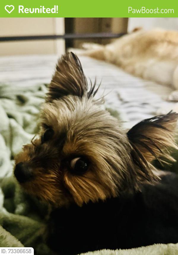 Reunited Female Dog last seen Old Jacksonville hwy, Tyler, TX 75701