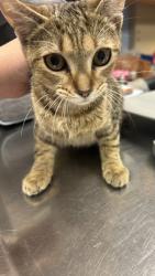 Shelter Stray Female Cat last seen Near Snapfinger Woods Dr, Decatur, GA 30035, 30035, GA, 3280 Chamblee Dunwoody Rd, Chamblee, GA 30341, USA