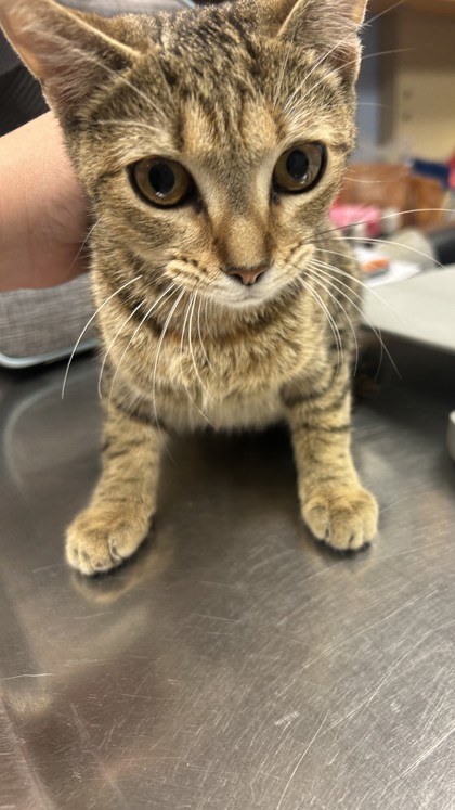 Shelter Stray Female Cat last seen Near Snapfinger Woods Dr, Decatur, GA 30035, 30035, GA, 3280 Chamblee Dunwoody Rd, Chamblee, GA 30341, USA
