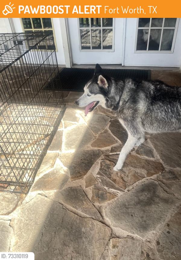 Found/Stray Male Dog last seen Near hardnose lane, Fort Worth, TX 76135