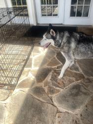 Found/Stray Male Dog last seen Near hardnose lane, Fort Worth, TX 76135