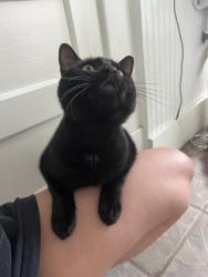 Shelter Stray Male Cat last seen Lower Martin Road and Elbert Jackson Road, Other, GA, 1251 Fulton Industrial Blvd NW, Atlanta, GA 30336, USA