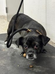 Shelter Stray Male Dog last seen Dameron Rd near Tryon Courthouse Rd, County/Unicorporated, NC, 1491 Business Park Ct, Gastonia, NC 28052, USA