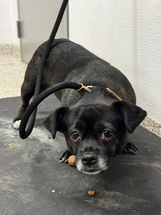Shelter Stray Male Dog last seen Dameron Rd near Tryon Courthouse Rd, County/Unicorporated, NC, 1491 Business Park Ct, Gastonia, NC 28052, USA