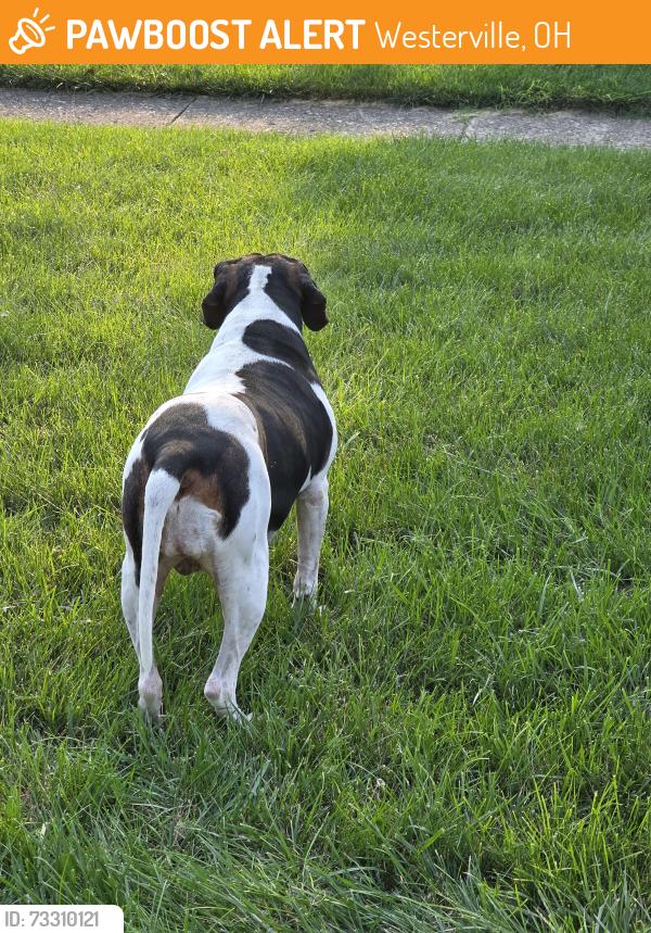 Found/Stray Female Dog last seen Huber Ridge, Westerville, OH 43081