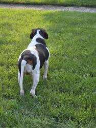 Found/Stray Female Dog last seen Huber Ridge, Westerville, OH 43081