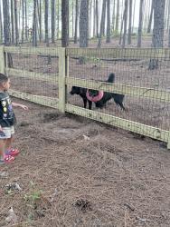 Reunited Female Dog last seen Elliot bridge, Fayetteville, NC 28311