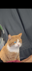 Lost Male Cat last seen 34th, central Ave, Fairfield, Indianapolis, IN 46205