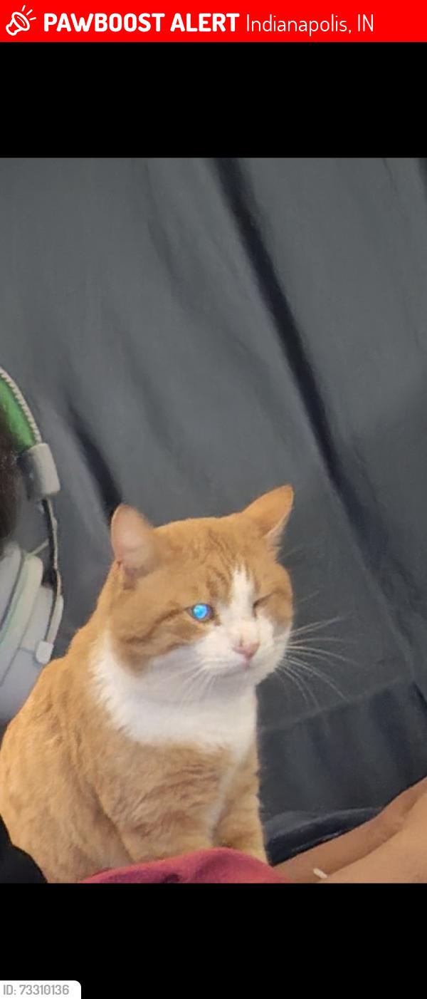 Lost Male Cat last seen 34th, central Ave, Fairfield, Indianapolis, IN 46205