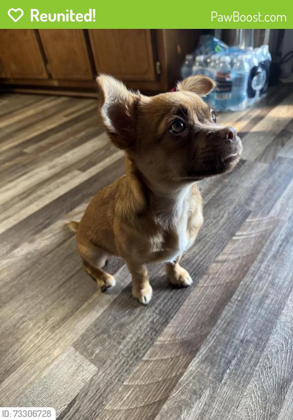 Reunited Female Dog last seen Publix/Shopping center on Dawsonville Hwy / Green Hill Circle & Elita Dr & near the movie theater, Gainesville, GA 30501