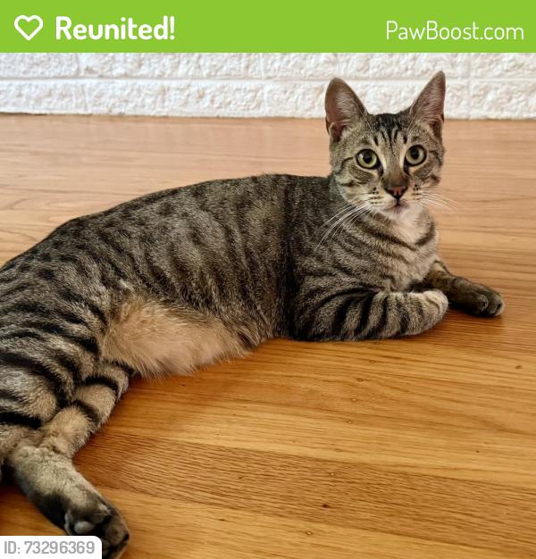 Reunited Male Cat last seen Crane Ave between Center & Madison, Castro Valley, CA 94546