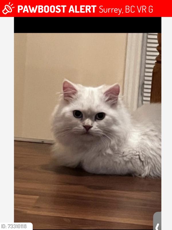 Lost Male Cat last seen Near Grosvenor Rd, Surrey, BC V3R 5G2